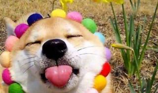 只要妈妈笑一笑 只要妈妈笑一笑