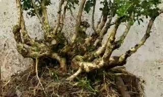 小叶黄杨盆景价格 小叶黄杨盆景价格