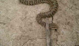 蛇的尾巴进入了我的