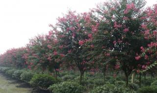 痒痒树是什么植物