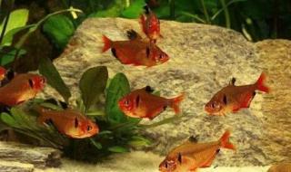 我的迷你小黑裙