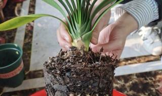 口袋妖怪绿叶金手指 口袋妖怪绿叶金手指