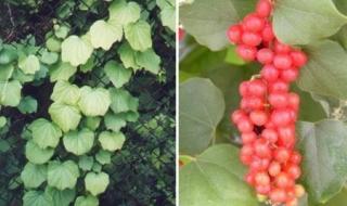 致我的名字 致我的名字