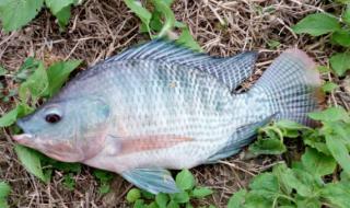 鱼苗的价格 鱼苗的价格