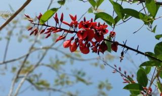 杏花寒小说 杏花寒小说