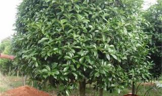 香樟树价格 香樟树价格