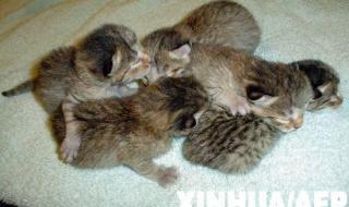 人与自然动物世界配种 人与自然动物世界配种