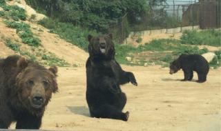 北京动物园门票价格
