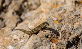 什么动物最安静 什么动物最安静