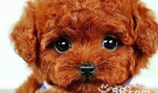 块儿八毛是什么生肖 块儿八毛是什么生肖